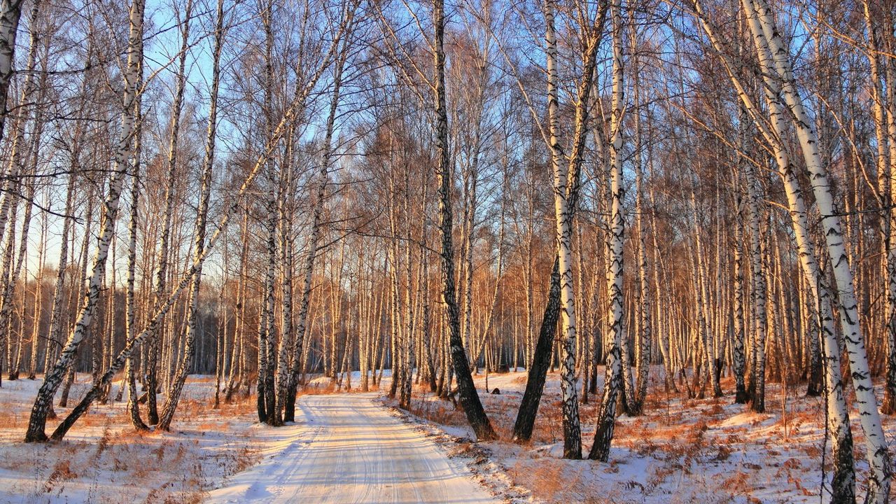 Обои дорога, лес, березовая роща, зима, свет