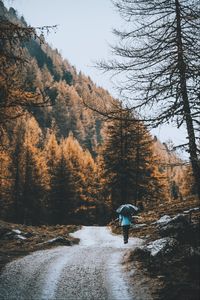 Превью обои дорога, лес, человек, зонт, дождь
