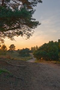 Превью обои дорога, лес, деревья, полевая