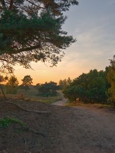 Превью обои дорога, лес, деревья, полевая