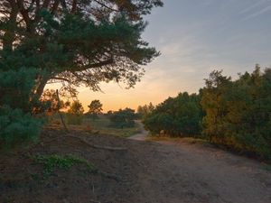 Превью обои дорога, лес, деревья, полевая