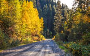 Превью обои дорога, лес, деревья, осень, природа