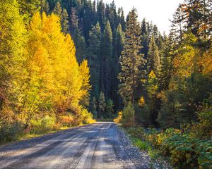 Превью обои дорога, лес, деревья, осень, природа