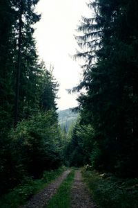 Превью обои дорога, лес, деревья, ели