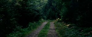 Превью обои дорога, лес, деревья, ели