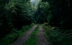 Превью обои дорога, лес, деревья, ели