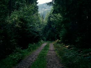 Превью обои дорога, лес, деревья, ели