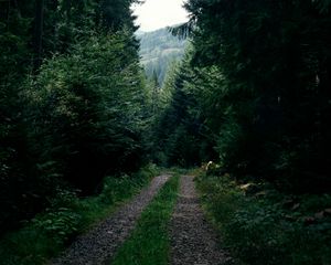 Превью обои дорога, лес, деревья, ели