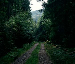 Превью обои дорога, лес, деревья, ели