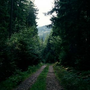 Превью обои дорога, лес, деревья, ели