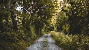 Превью обои дорога, лес, деревья, растения