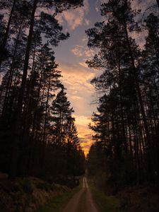 Превью обои дорога, лес, деревья, сосна, закат
