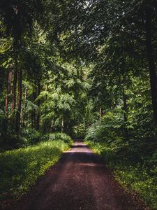 Превью обои дорога, лес, деревья, трава, даль