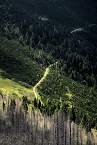 Превью обои дорога, лес, деревья, извилистый, склон