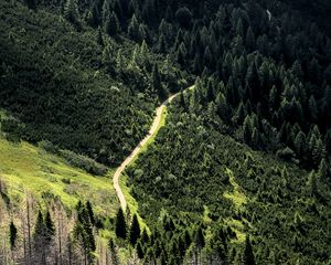 Превью обои дорога, лес, деревья, извилистый, склон