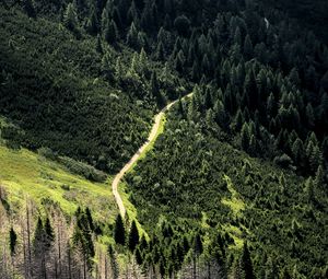 Превью обои дорога, лес, деревья, извилистый, склон