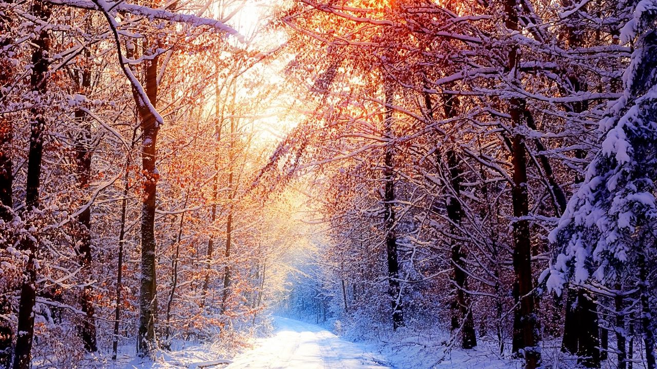 Обои дорога, лес, деревья, снег, зима, аллея, солнце, свет, лучи