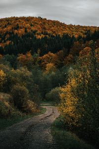 Превью обои дорога, лес, холм, осень, природа