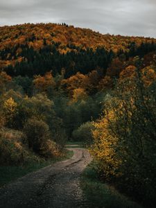 Превью обои дорога, лес, холм, осень, природа