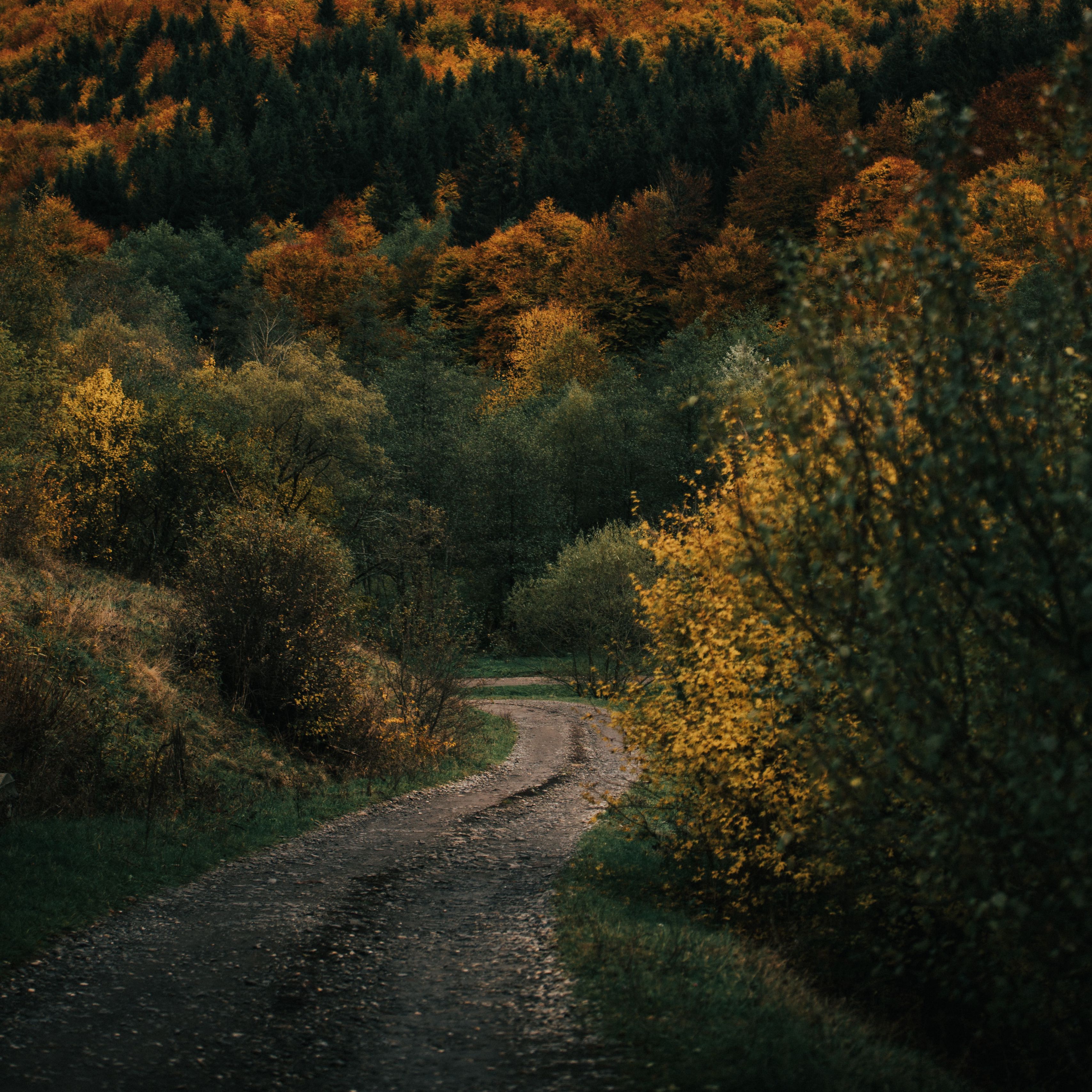 Фото поле дорога лес