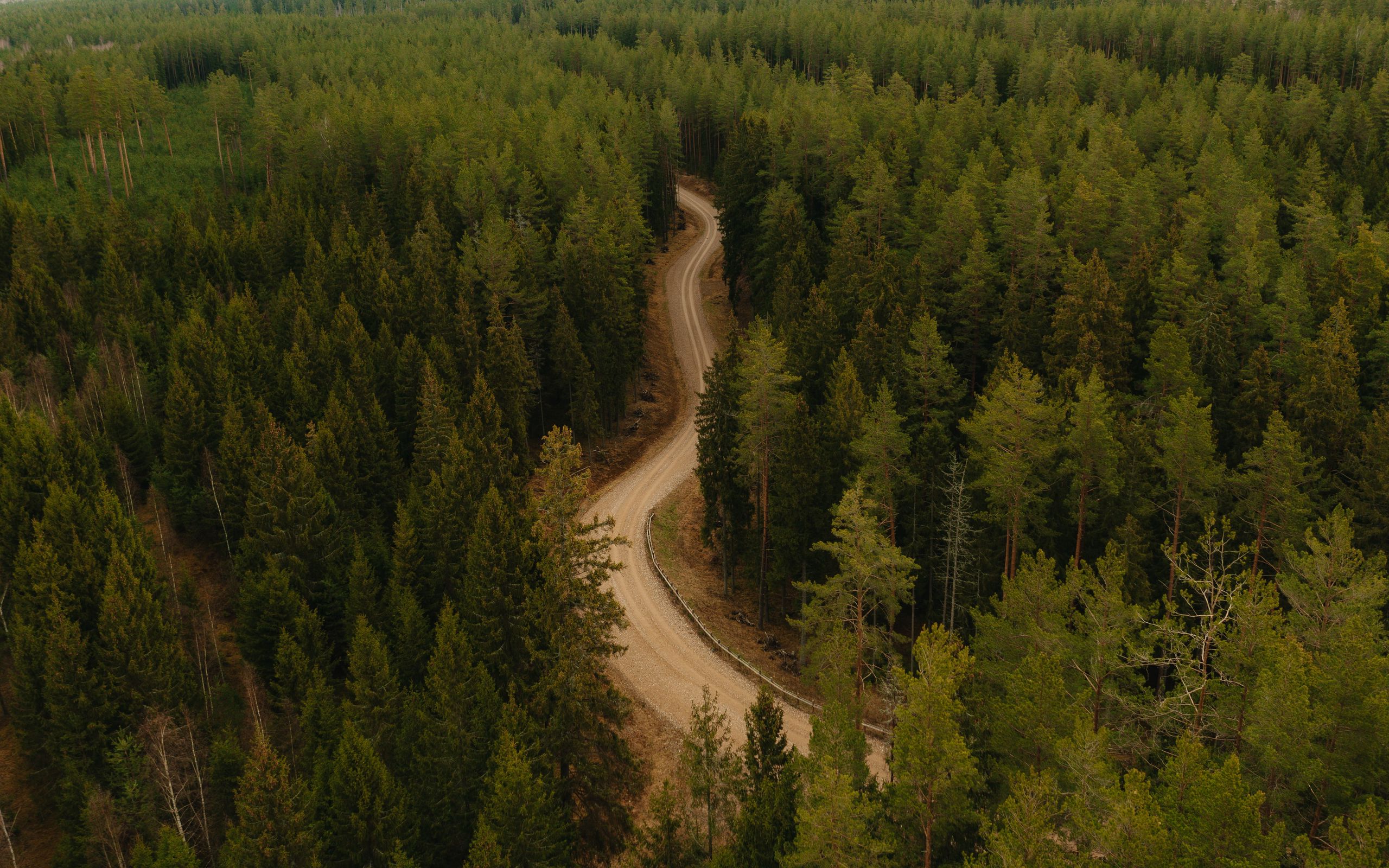 Дорога в лесу сверху