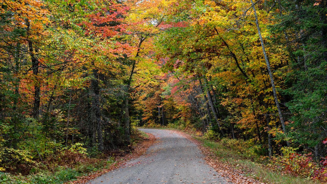 Обои дорога, лес, осень, деревья, разноцветный