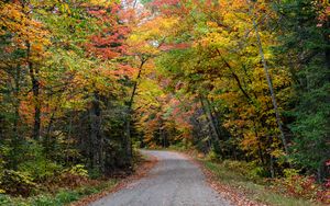 Превью обои дорога, лес, осень, деревья, разноцветный