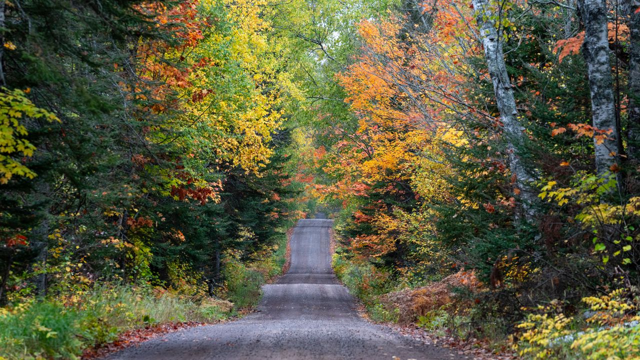 Обои дорога, лес, осень, рельеф, природа