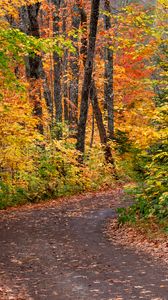 Превью обои дорога, лес, осень, опавшая листва, яркий