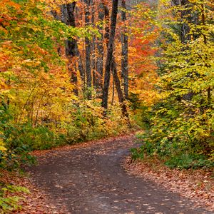 Превью обои дорога, лес, осень, опавшая листва, яркий