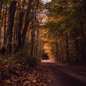 Превью обои дорога, лес, осень, деревья, тропинка