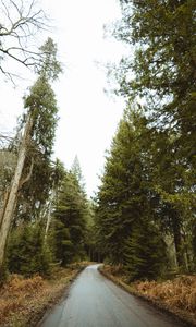 Превью обои дорога, лес, парк, деревья, природа