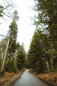Превью обои дорога, лес, парк, деревья, природа