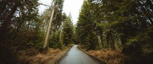 Превью обои дорога, лес, парк, деревья, природа
