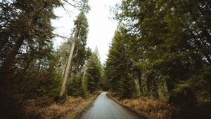 Превью обои дорога, лес, парк, деревья, природа