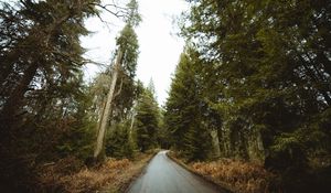 Превью обои дорога, лес, парк, деревья, природа