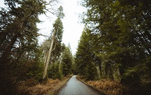 Превью обои дорога, лес, парк, деревья, природа