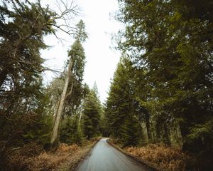 Превью обои дорога, лес, парк, деревья, природа