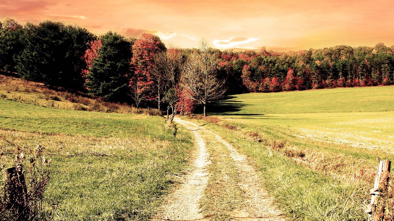 Обои дорога, лес, поле, деревья, осень, цвета