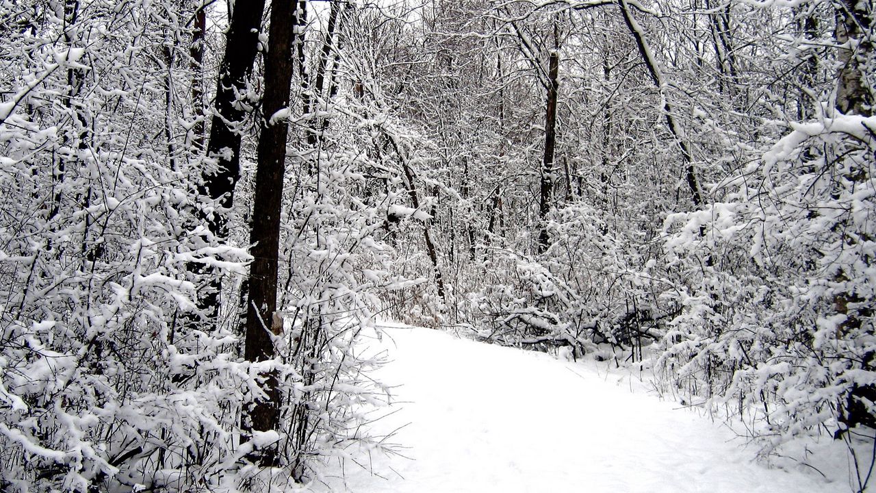 Обои дорога, лес, снег, зима
