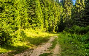 Превью обои дорога, лес, тропинка, небо