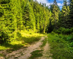 Превью обои дорога, лес, тропинка, небо