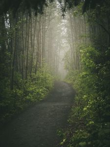 Превью обои дорога, лес, тропинка, деревья, туман