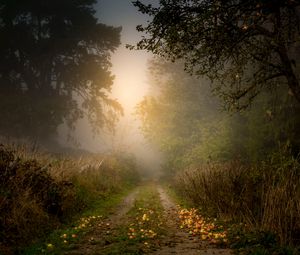 Превью обои дорога, лес, туман, яблоки, деревья