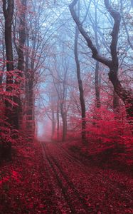 Превью обои дорога, лес, туман, деревья, красный