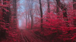 Превью обои дорога, лес, туман, деревья, красный
