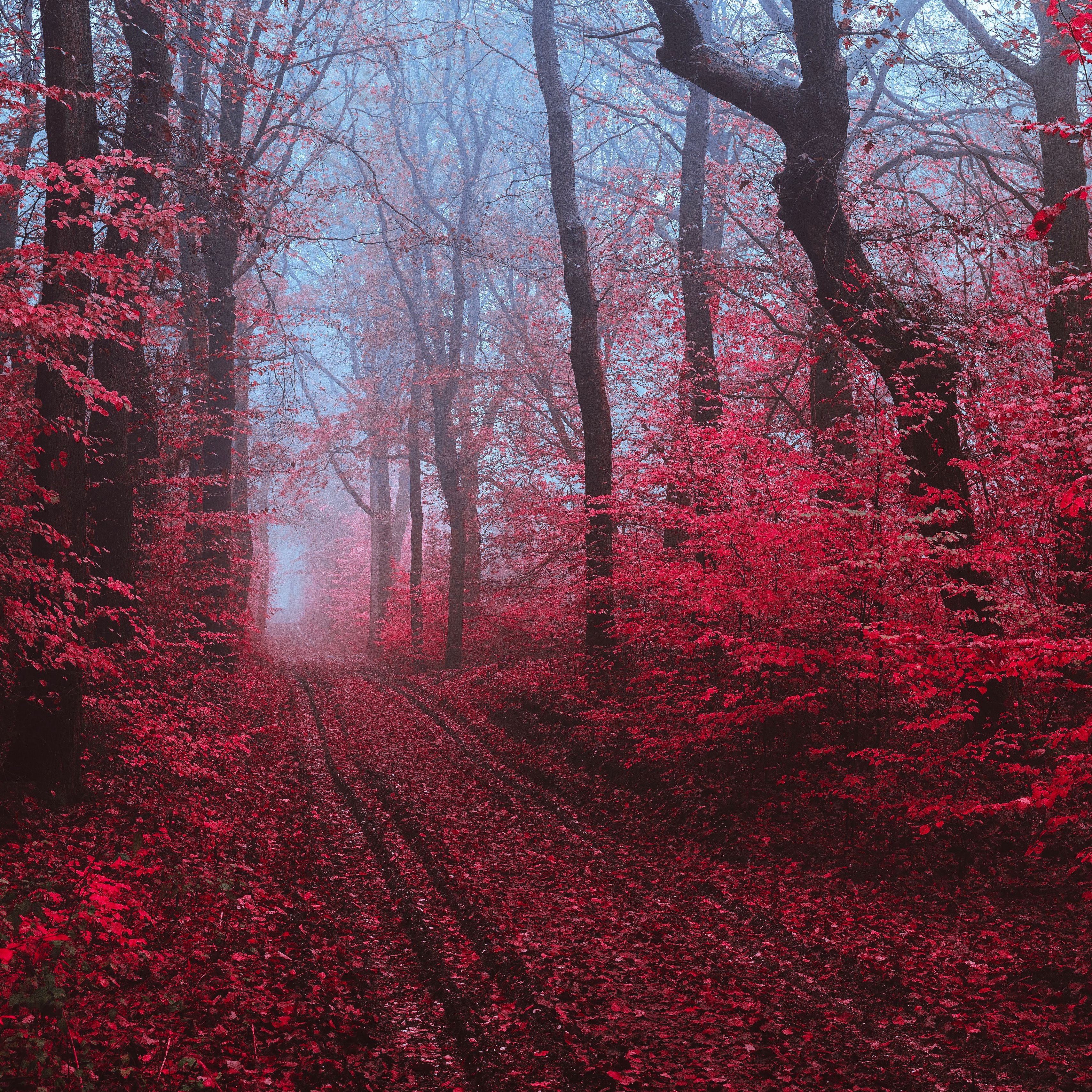 Багряная лета. Красивый лес. Красный лес. Багровый лес. Красное дерево.