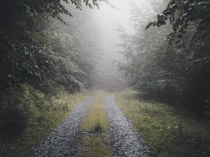 Превью обои дорога, лес, туман, деревья, природа