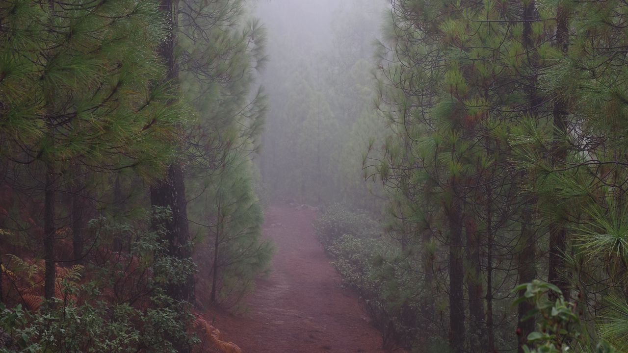 Обои дорога, лес, туман, деревья
