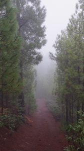 Превью обои дорога, лес, туман, деревья